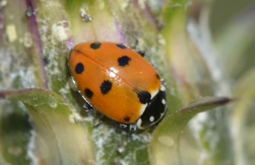 Hippodamia variegata